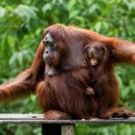 Mengapa Orangutan Disebut Primata Paling Cerdas? Ini Penjelasan yang Jarang Dibahas