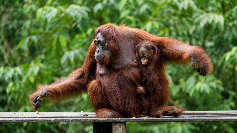 Mengapa Orangutan Disebut Primata Paling Cerdas? Ini Penjelasan yang Jarang Dibahas