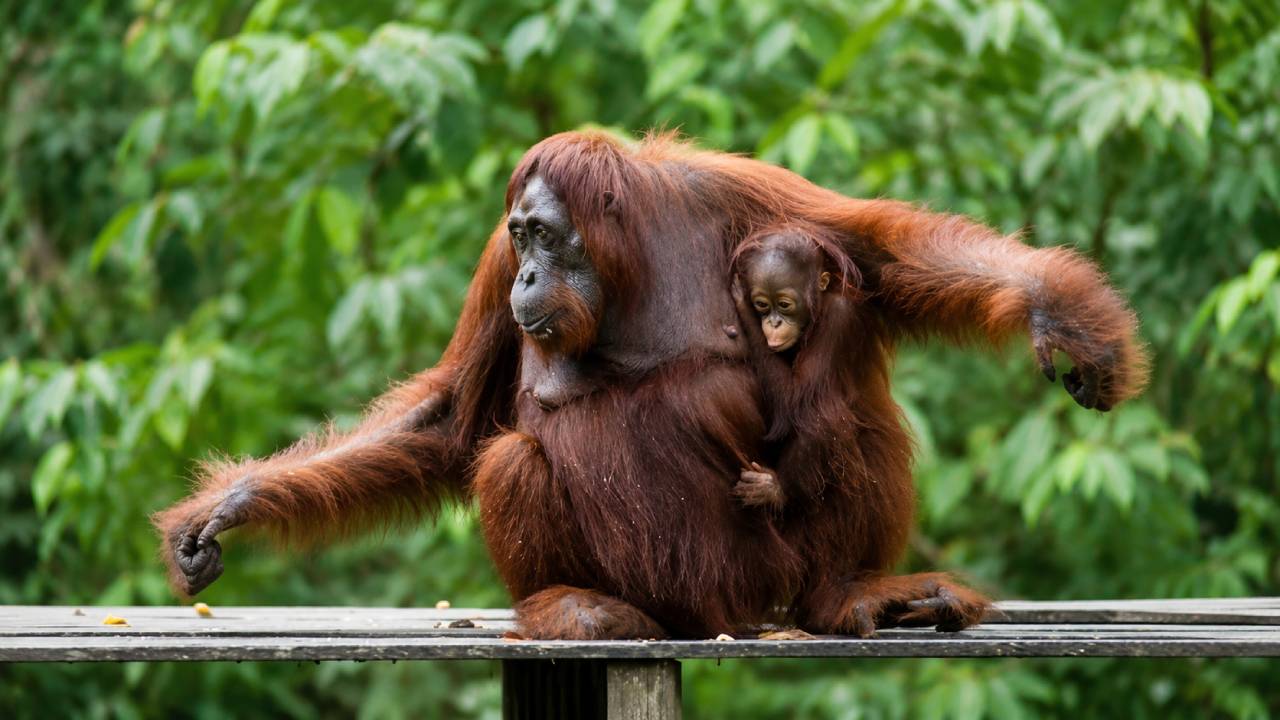 Mengapa Orangutan Disebut Primata Paling Cerdas? Ini Penjelasan yang Jarang Dibahas