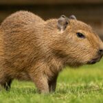 Mengenal Capybara, Hewan Paling Santai di Dunia yang Viral di Media Sosial