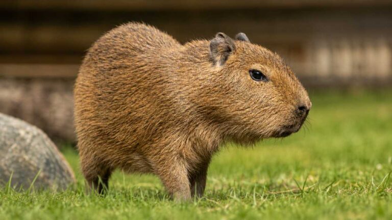 Mengenal Capybara, Hewan Paling Santai di Dunia yang Viral di Media Sosial