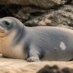 Mengenal Hewan Laut Langka Hawaiian Monk Seal yang Kini Terancam Punah