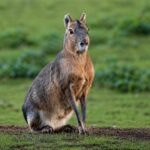 Patagonian Mara, Hewan Aneh yang Membuat Banyak Orang Salah Menebak Spesiesnya