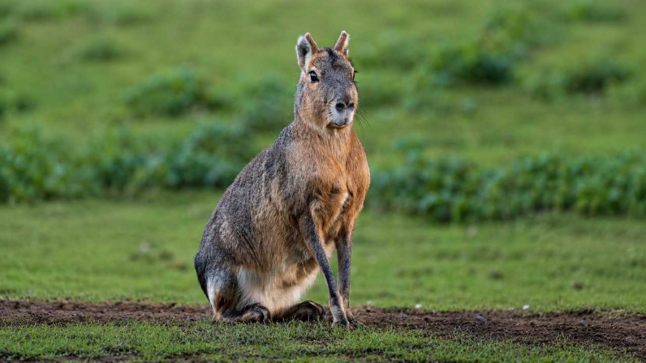 Patagonian Mara, Hewan Aneh yang Membuat Banyak Orang Salah Menebak Spesiesnya