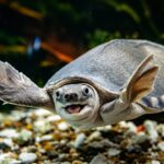 Pig-Nosed Turtle Kura-Kura Hidung Babi yang Imut Ini Ternyata Sangat Langka dan Dilindungi