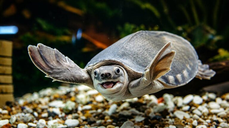 Pig-Nosed Turtle Kura-Kura Hidung Babi yang Imut Ini Ternyata Sangat Langka dan Dilindungi