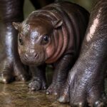 Pygmy Hippopotamus Kuda Nil Kerdil yang Imut Ini Ternyata Termasuk Hewan Langka di Dunia