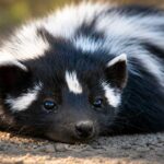Wajahnya Imut, Tapi Zorilla Punya Pertahanan yang Bikin Musuh Kabur