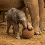 Bayi Gajah Asia Viral Bermain Sepak Bola Jelang World Cup 2026
