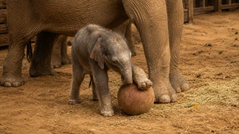 Bayi Gajah Asia Viral Bermain Sepak Bola Jelang World Cup 2026