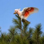 Burung Kakatua Merah Muda Australia Terancam Akibat Kebakaran Hutan Besar
