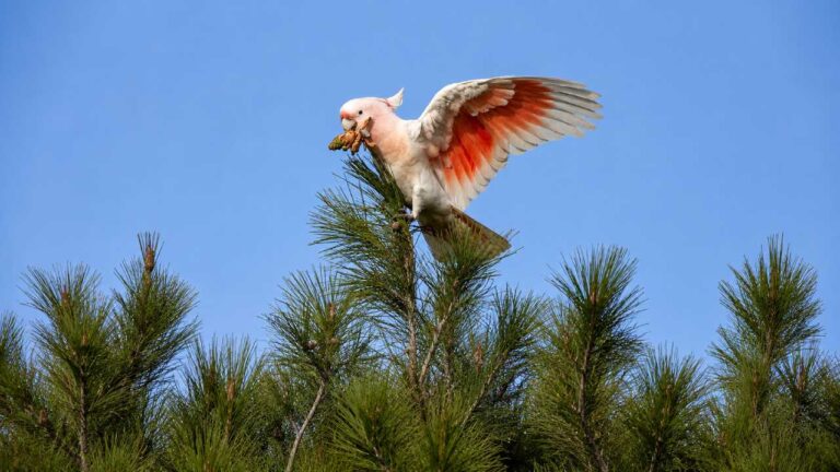 Burung Kakatua Merah Muda Australia Terancam Akibat Kebakaran Hutan Besar