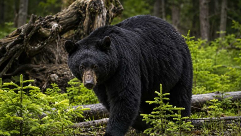 Fakta Mengejutkan: Kulit Beruang Kutub Sebenarnya Berwarna Hitam