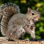 Fakta Unik Zombie Squirrels, Tupai yang Bikin Heboh Internet
