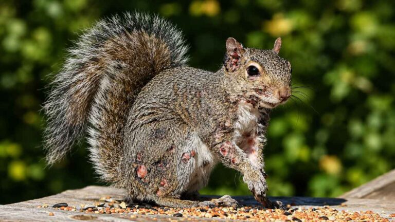 Fakta Unik Zombie Squirrels, Tupai yang Bikin Heboh Internet