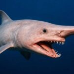 Goblin Shark Hiu Alien Laut Dalam yang Menyimpan Misteri Samudra Selama Jutaan Tahun