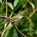Ilmuwan Temukan Spesies Burung Baru di Jepang Berkat Analisis DNA