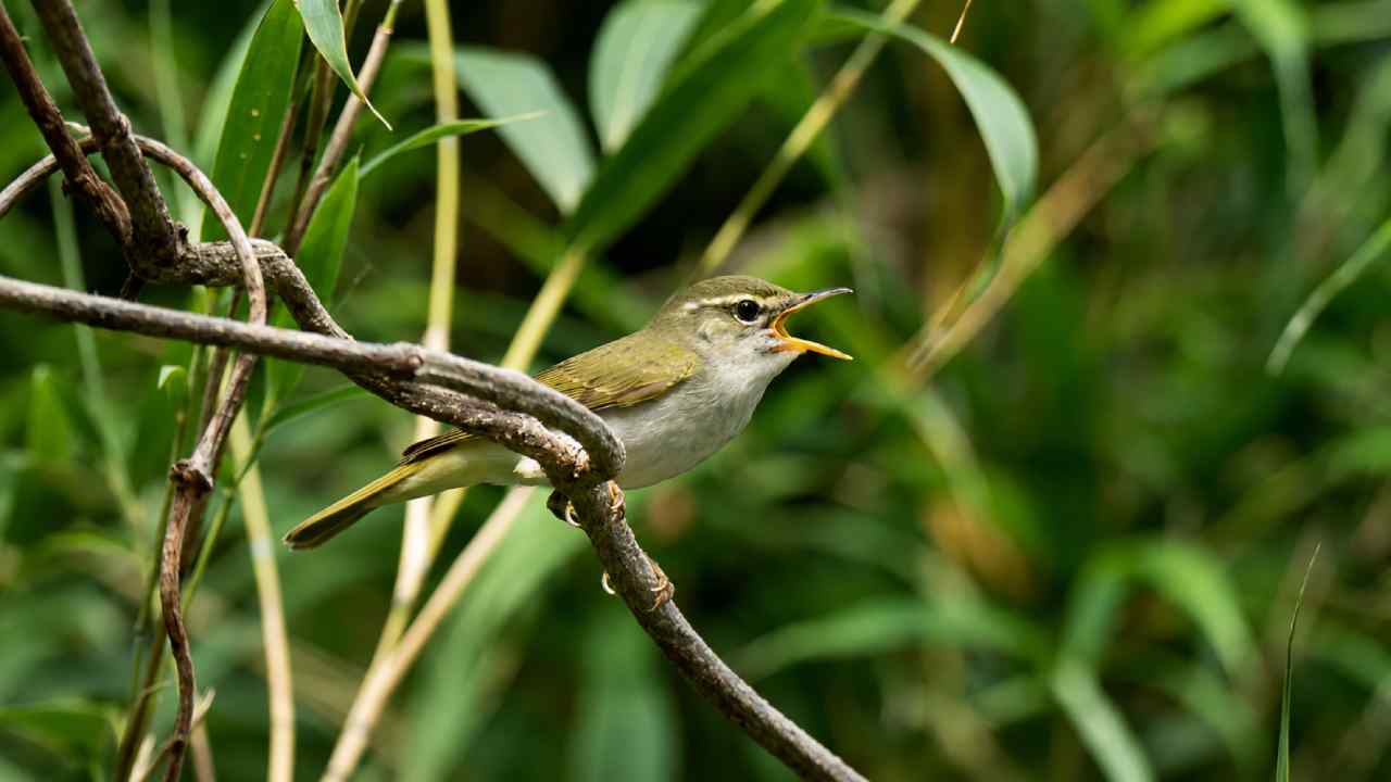 Ilmuwan Temukan Spesies Burung Baru di Jepang Berkat Analisis DNA