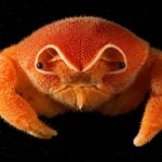 Kepiting Bertopi dari Laut Dalam Jadi Penemuan Hewan Unik