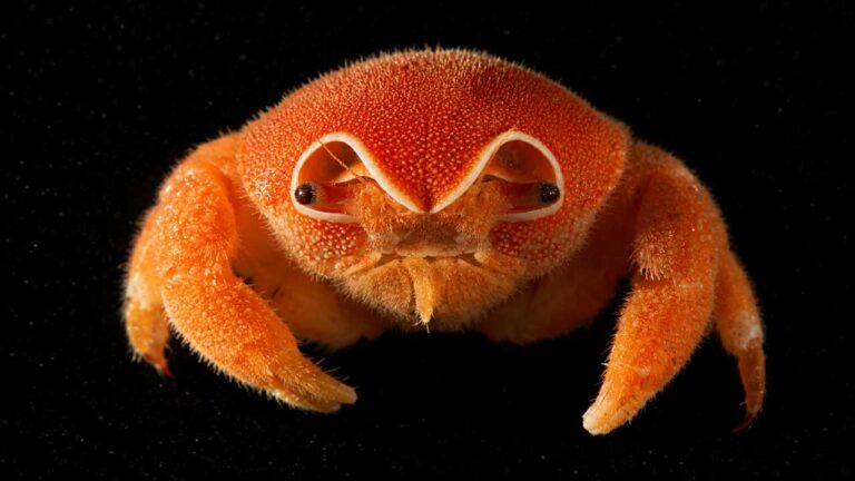 Kepiting Bertopi dari Laut Dalam Jadi Penemuan Hewan Unik