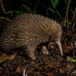 Long-Beaked Echidna, Hewan Langka Papua yang Sulit Ditemukan di Alam Liar