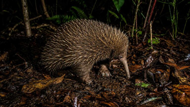 Long-Beaked Echidna, Hewan Langka Papua yang Sulit Ditemukan di Alam Liar