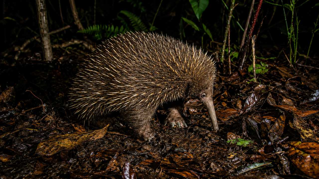 Long-Beaked Echidna, Hewan Langka Papua yang Sulit Ditemukan di Alam Liar