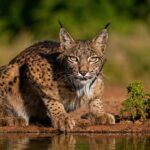 Lynx Iberia: Kucing Liar Langka yang Berhasil Bangkit dari Ambang Kepunahan