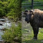 Mishmi Takin, Hewan Langka Himalaya yang Bikin Netizen Penasaran
