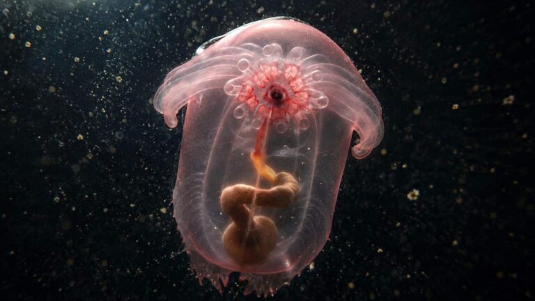 Pink See-Through Fantasia, Makhluk Transparan Misterius dari Laut Dalam
