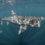 Puluhan Hiu Basking Langka Terlihat Bersamaan di Irlandia