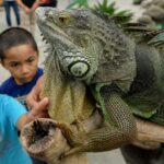 Rahasia Iguana Bertahan Hidup, Reptil Ahli Adaptasi yang Menakjubkan