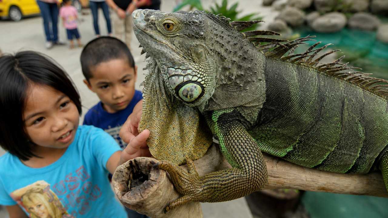 Rahasia Iguana Bertahan Hidup, Reptil Ahli Adaptasi yang Menakjubkan