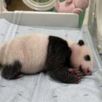 Satrio Wiratama, Bayi Panda Indonesia yang Jadi Simbol Persahabatan dengan China