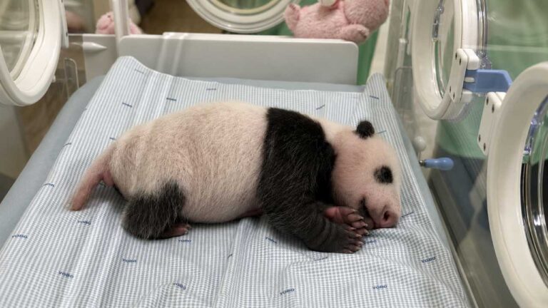 Satrio Wiratama, Bayi Panda Indonesia yang Jadi Simbol Persahabatan dengan China