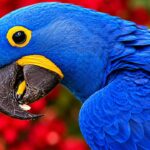 Spix's Macaw: Burung Biru Langka yang Menginspirasi Film Rio