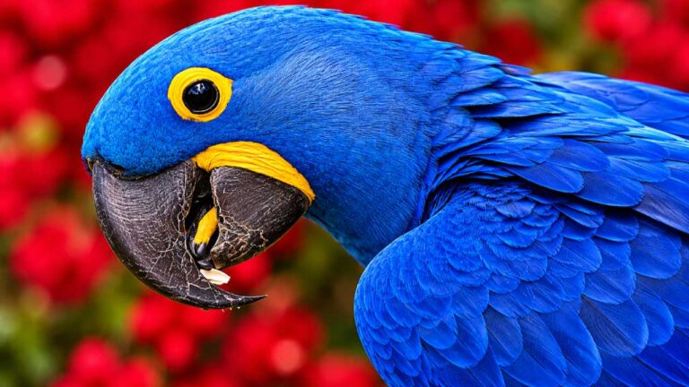 Spix's Macaw: Burung Biru Langka yang Menginspirasi Film Rio