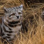 Andean Mountain Cat Kucing Langka Penguasa Pegunungan Andes yang Misterius