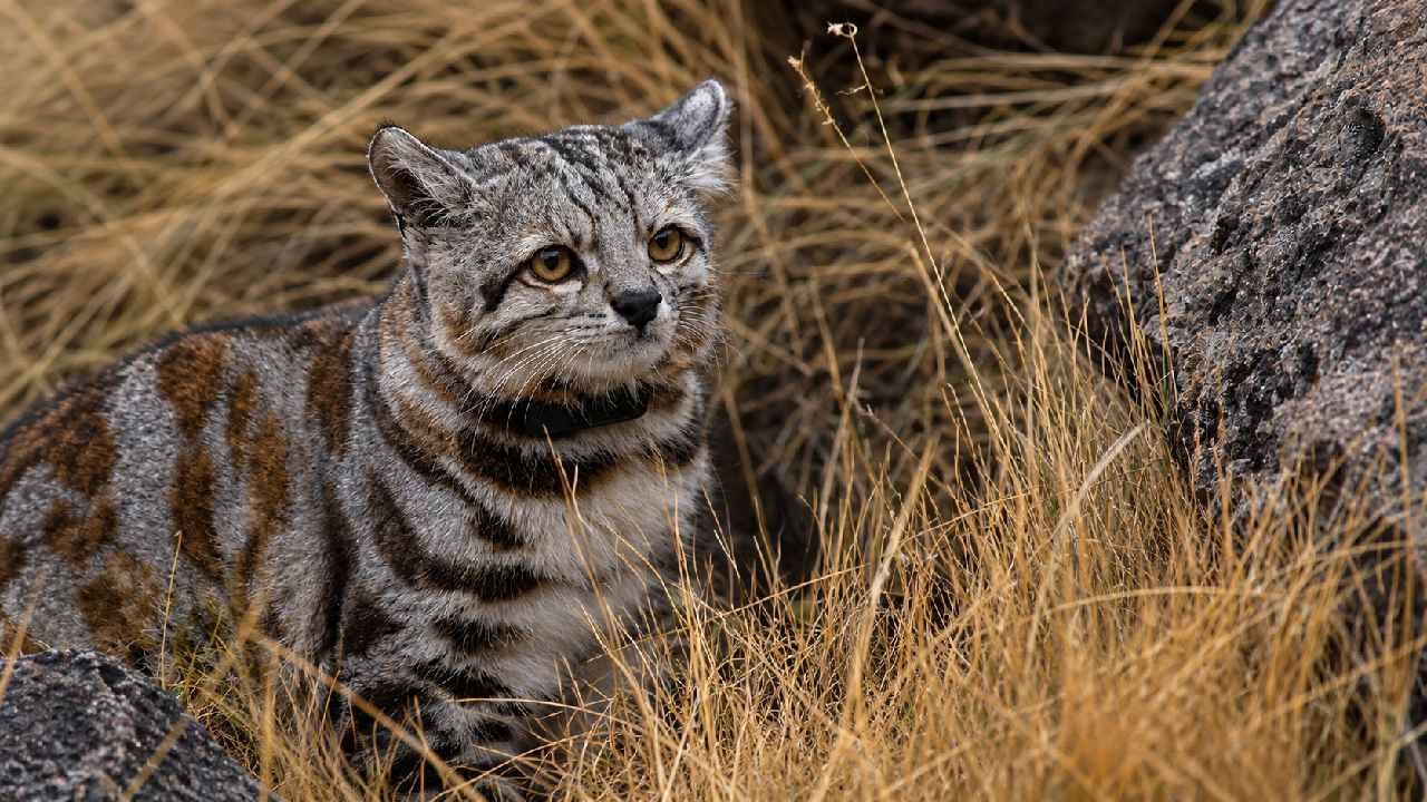 Andean Mountain Cat Kucing Langka Penguasa Pegunungan Andes yang Misterius