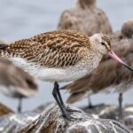 Bar-Tailed Godwit dan Adaptasi Alam yang Membuatnya Terbang Tanpa Henti