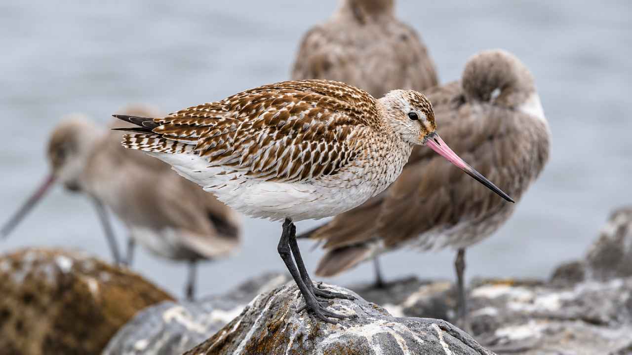 Bar-Tailed Godwit dan Adaptasi Alam yang Membuatnya Terbang Tanpa Henti