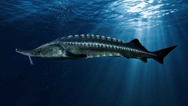 Beluga Sturgeon, Ikan Purba Raksasa Penghasil Kaviar Termahal di Dunia