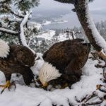 Big Bear Bald Eagle yang Hilang Akhirnya Ditemukan Hidup Meski Terluka