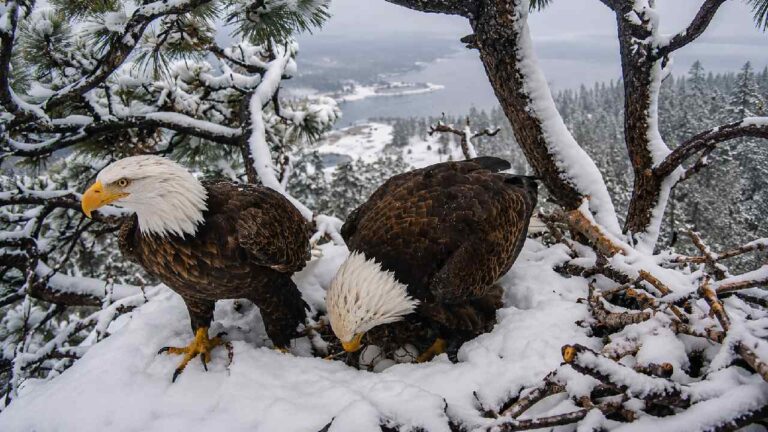 Big Bear Bald Eagle yang Hilang Akhirnya Ditemukan Hidup Meski Terluka