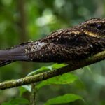 Burung Satanic Nightjar Mampu Menghilang di Hutan Berkat Kamuflase Alaminya