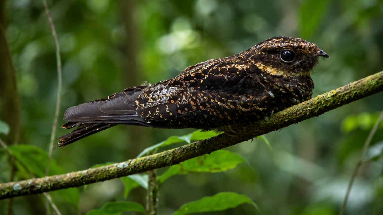 Burung Satanic Nightjar Mampu Menghilang di Hutan Berkat Kamuflase Alaminya