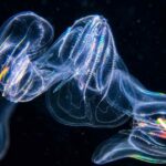 Comb Jelly, Hewan Laut Berpendar yang Bukan Ubur-Ubur, Ini Fakta Ilmiahnya