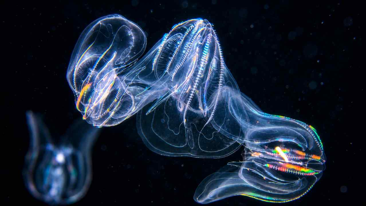Comb Jelly, Hewan Laut Berpendar yang Bukan Ubur-Ubur, Ini Fakta Ilmiahnya