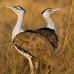 Great Indian Bustard, Burung Terbang Raksasa yang Kini Berjuang Melawan Kepunahan