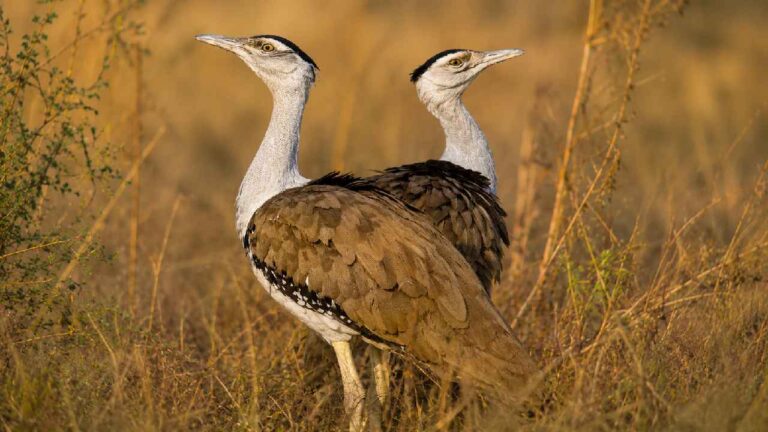 Great Indian Bustard, Burung Terbang Raksasa yang Kini Berjuang Melawan Kepunahan